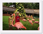 Flamingos (11) * 1024 x 768 * (208KB)